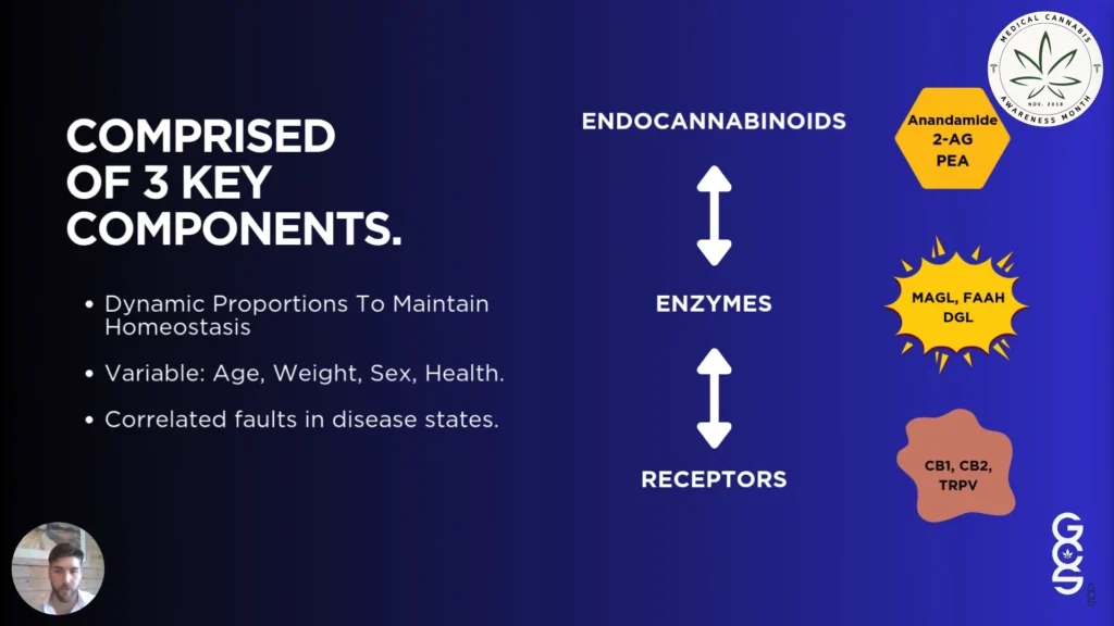 the three main components of the endocannabinoid system