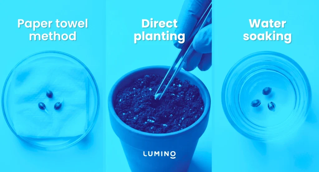 Three ways to germinate cannabis seeds: paper towel method, direct planting into soil, and water soaking method