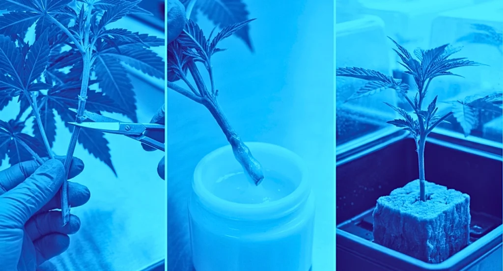 taking a cannabis cutting from the mother plant, dipping the cutting in rooting hormone, and planting the cutting in rockwool