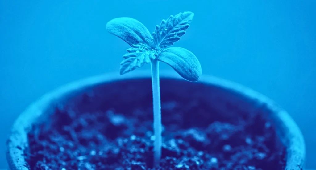 a cannabis seedling with cotyledon and the first set of true leaves