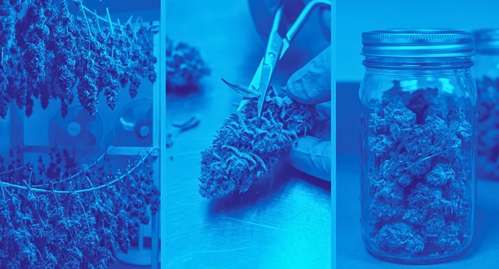 cannabis harvesting process including hang drying cannabis, trimming the sugar leaves and curing the cannabis in glass containers
