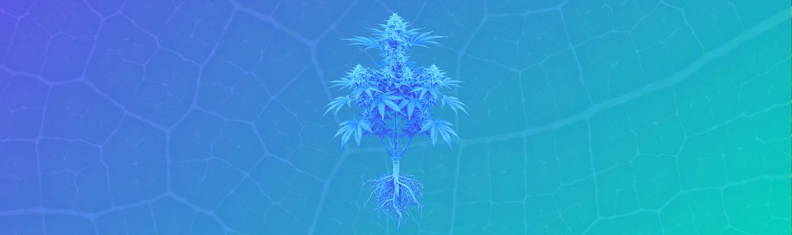 Cannabis Plant Anatomy: A Field Guide from Roots to Trichomes