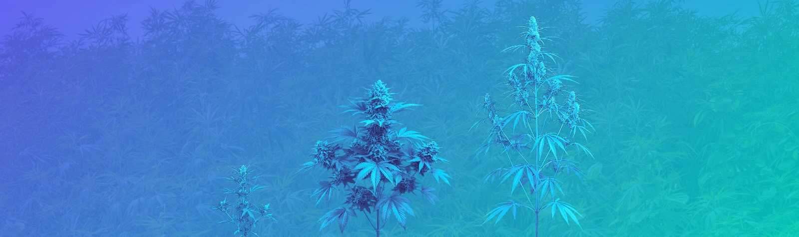 Sativa, Indica, Ruderalis and Hybrids: The Cannabis Taxonomy Debate