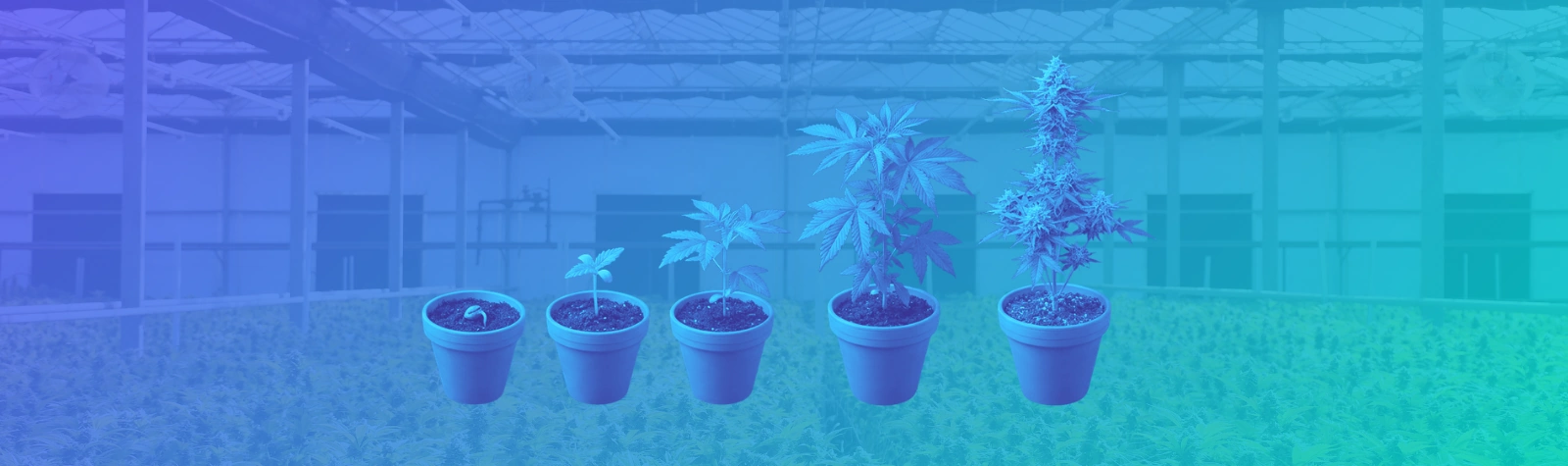 Cannabis Cultivation Lifecycle: From Seed to Harvest and Beyond