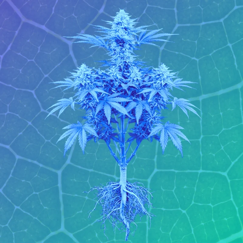 Anatomy of the Cannabis Plant