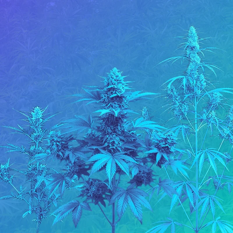 Sativa vs Indica vs Ruderalis Cannabis