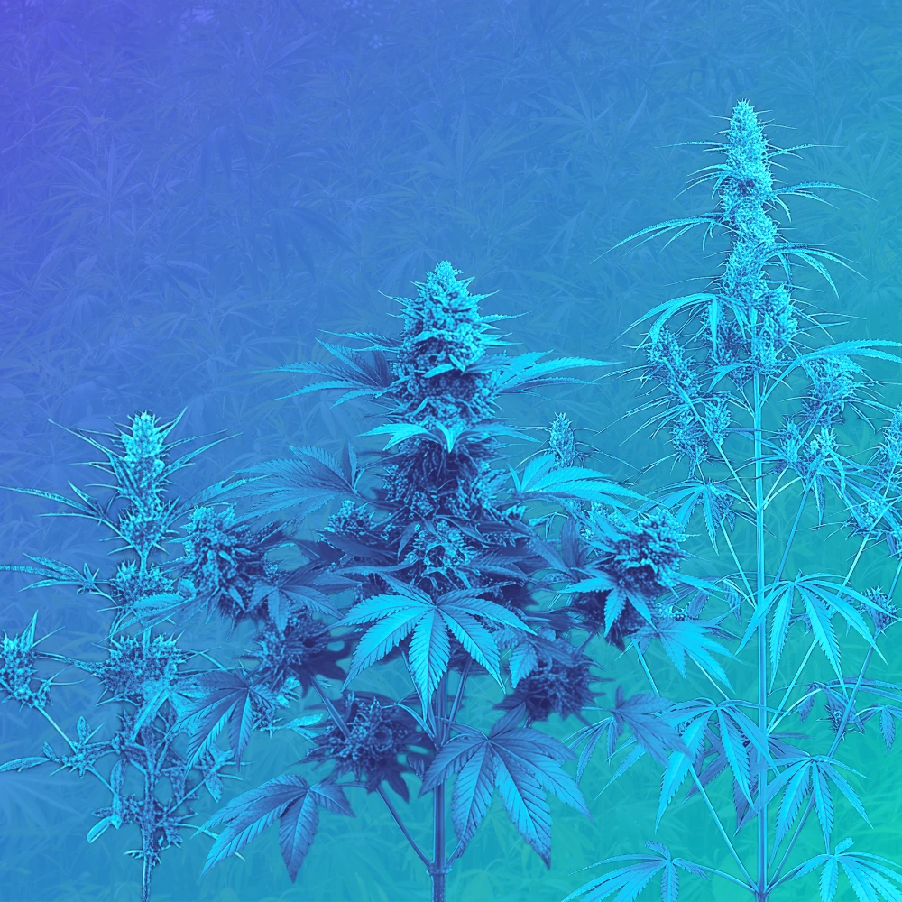 Sativa vs Indica vs Ruderalis Cannabis