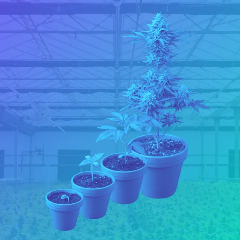 The cannabis lifecycle from germination, seeding, vegetative, flowering to harvest