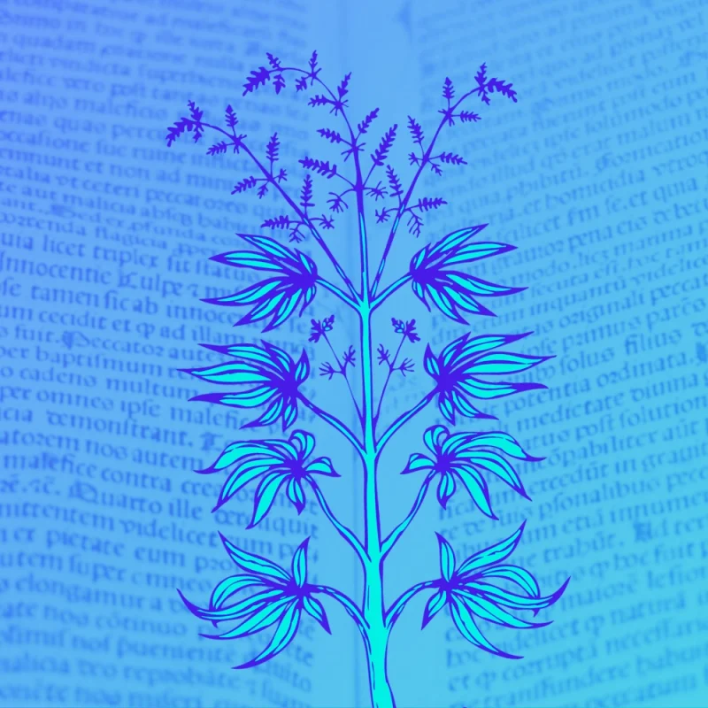 drawing of a cannabis plant with a background of a blurred old manuscript
