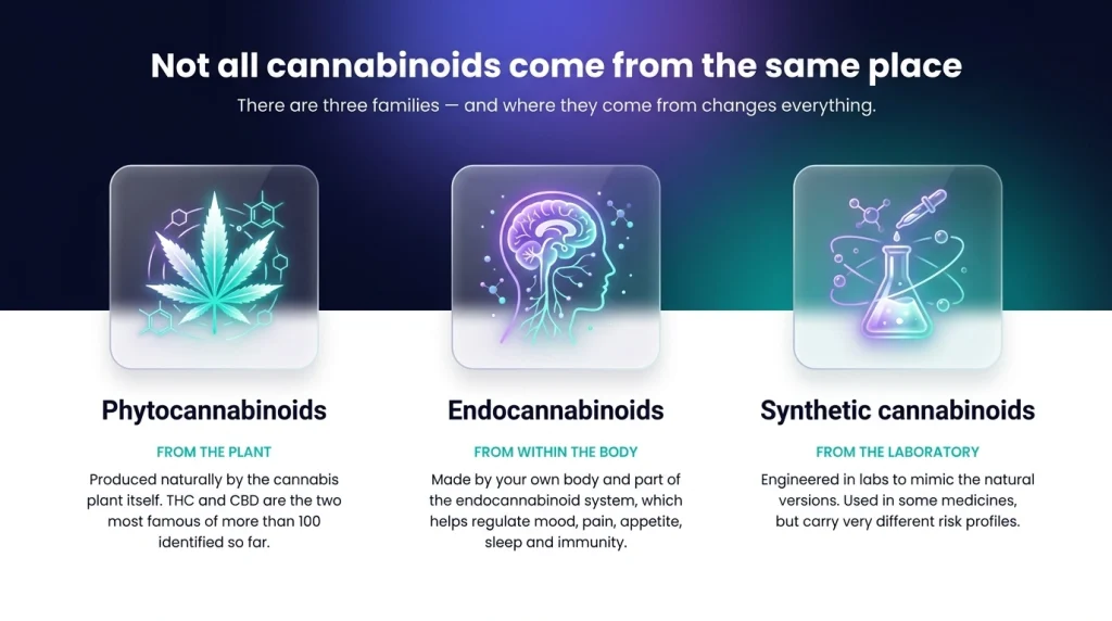 the three main types of cannabinoids explained - phytocannabinoids, endocannabinoids and synthetic cannabinoids