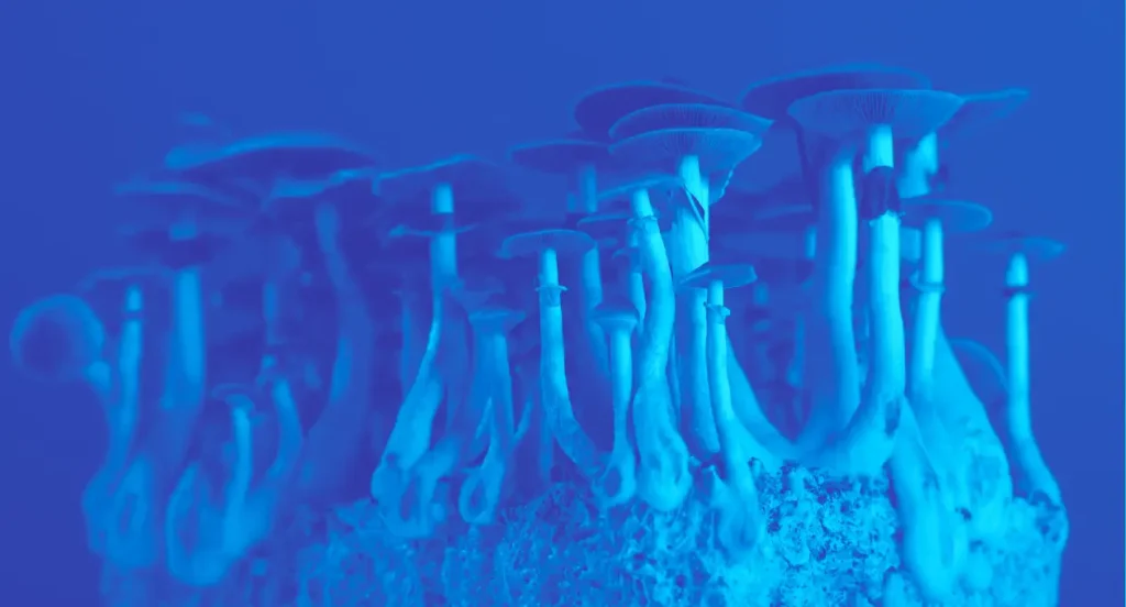 close up photo of psychedelic mushrooms