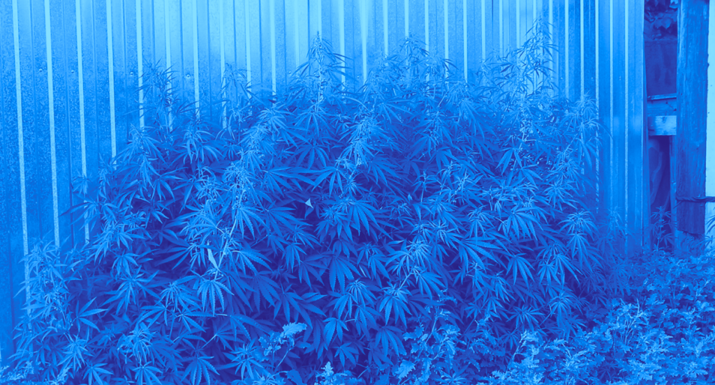 cannabis ruderalis growing in the backyard