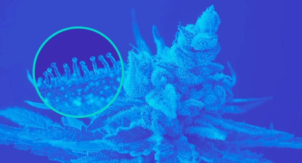 Cannabis flower and close up view of cannabis trichomes