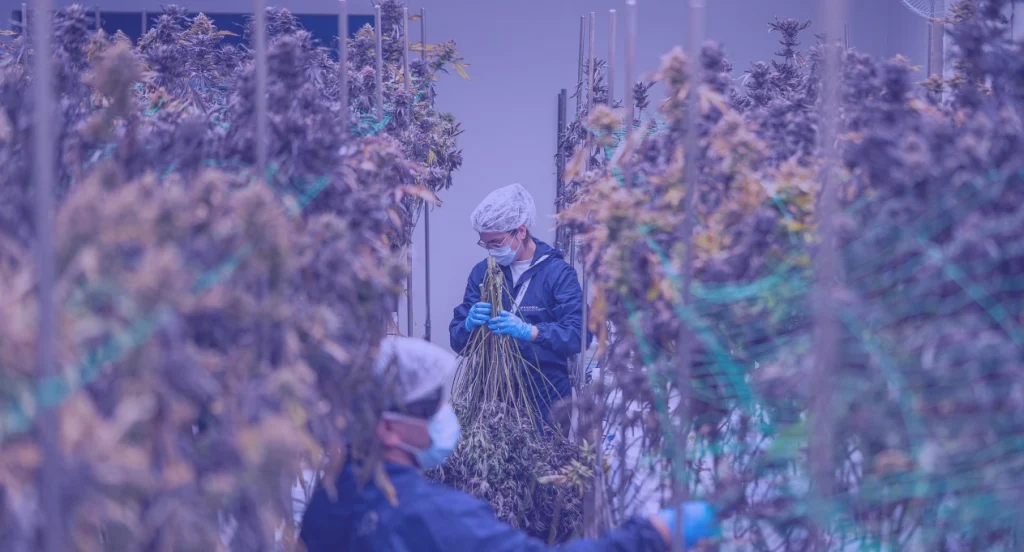 GACP cannabis cultivation drying stage